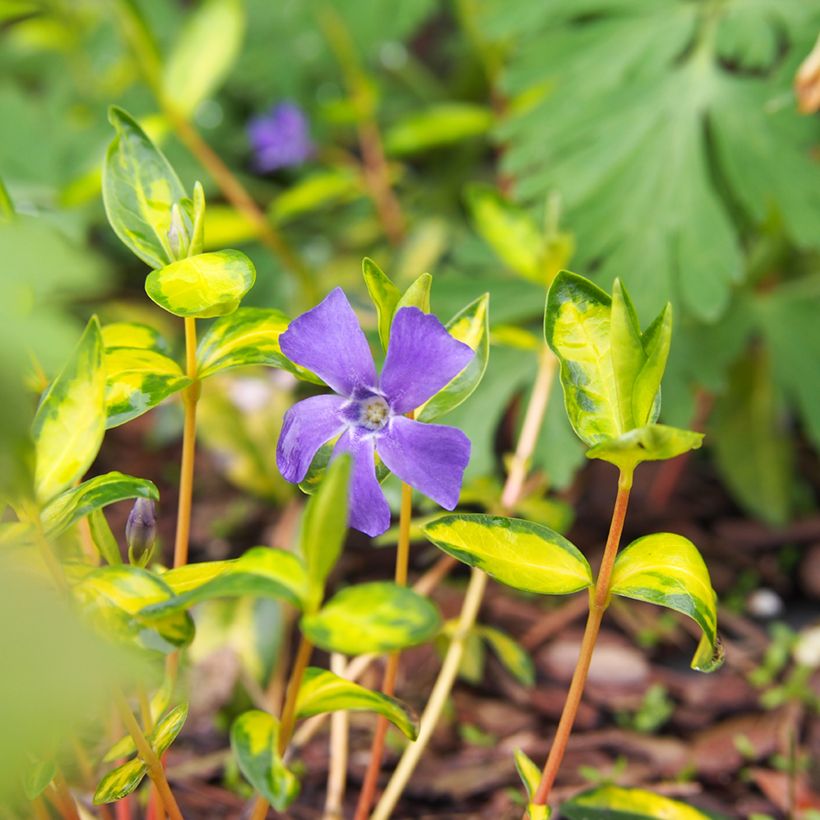 Vinca minor Illumination - Pervinca minore (Flowering)