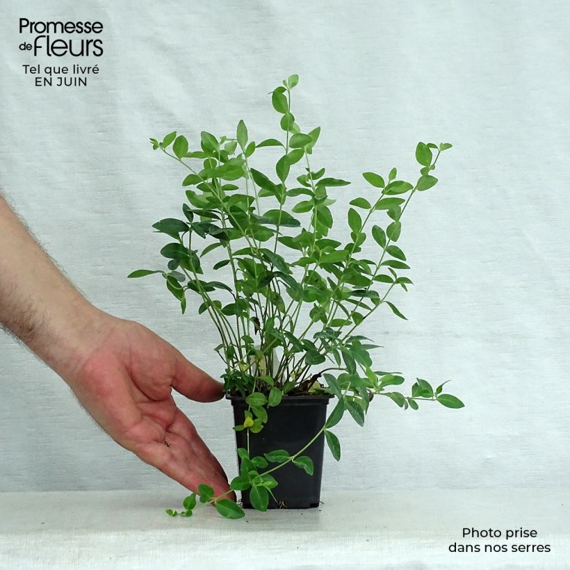 Esemplare di Pervinca minore - Vinca minor Vasetto da 7/8 cm consegnato in estate
