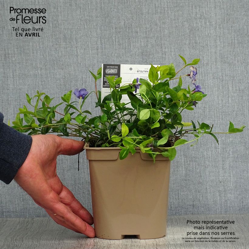 Pervinca minore - Vinca minor Vaso da 2L/3L esemplare consegnato in primavera
