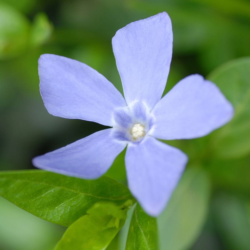 Vinca minor Valentin - Pervinca minore (Fioritura)