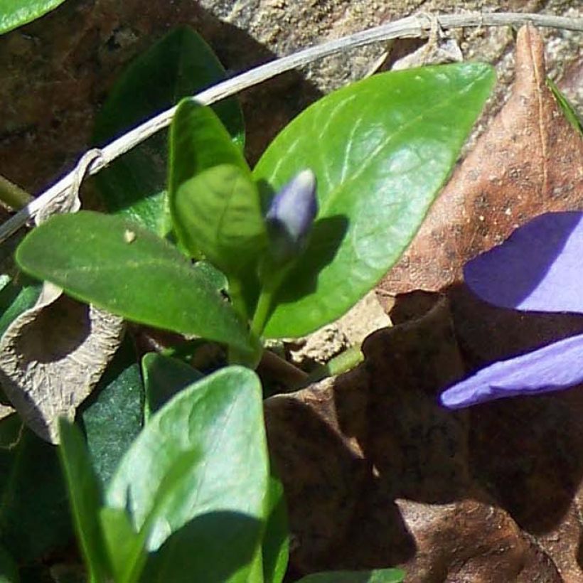 Pervinca minore - Vinca minor (Fogliame)