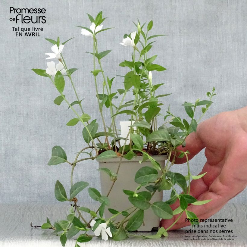 Example of Vinca minor White Power - Pervinca minore Vasetto da 8/9 cm as you get in printemps