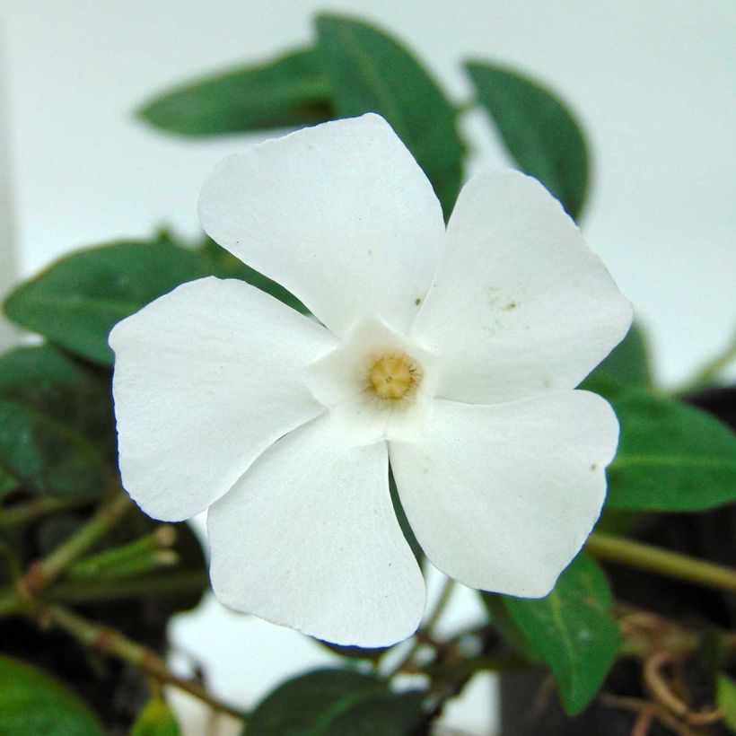 Vinca minor White Power - Pervinca minore (Flowering)