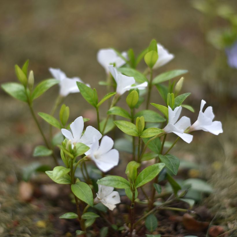 Vinca minor Alba - Pervinca minore (Plant habit)