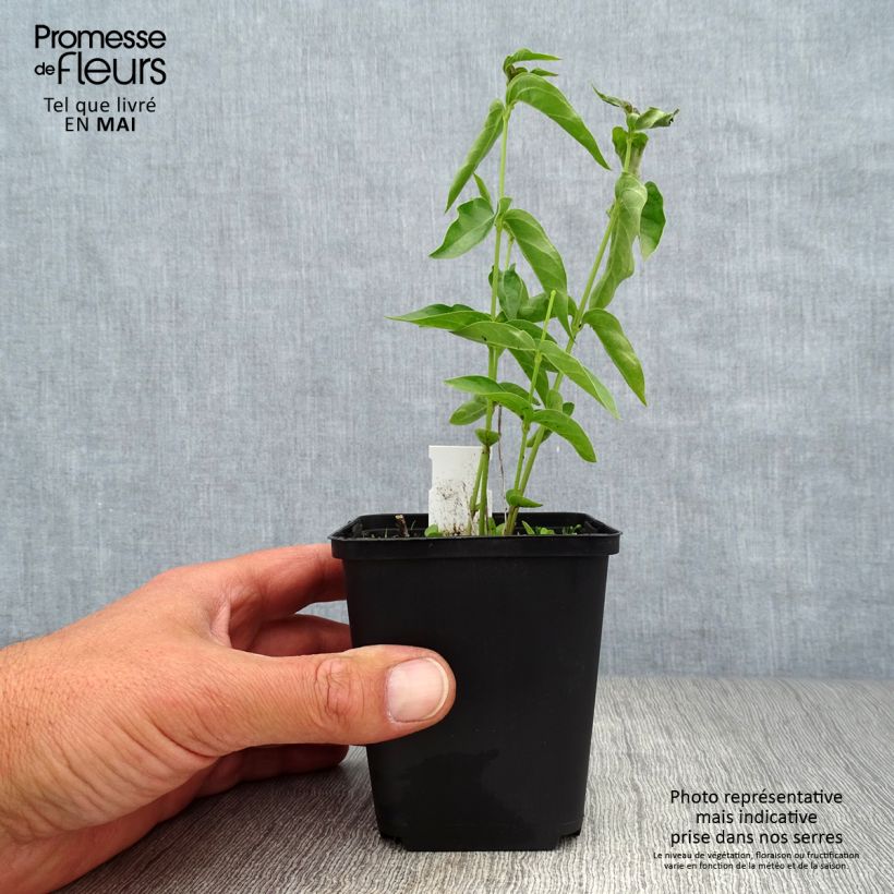 Example of Vincetoxicum hirundinaria - Vincetossico comune Vasetto da 8/9 cm as you get in printemps