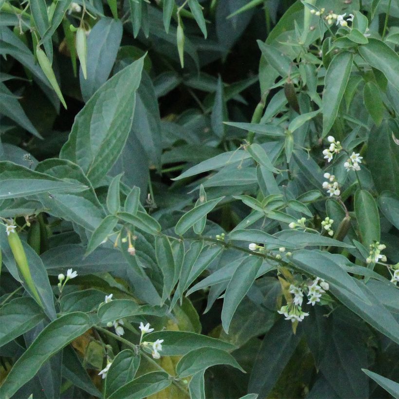 Vincetoxicum hirundinaria - Vincetossico comune (Foliage)