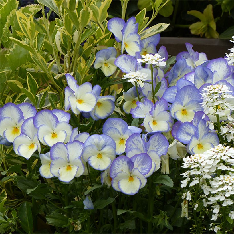 Viola Blue Moon (Flowering)