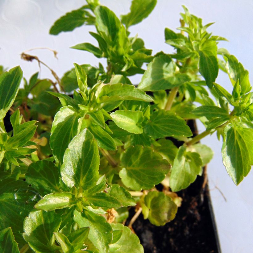 Viola cornuta Icy but spicy (Fogliame)