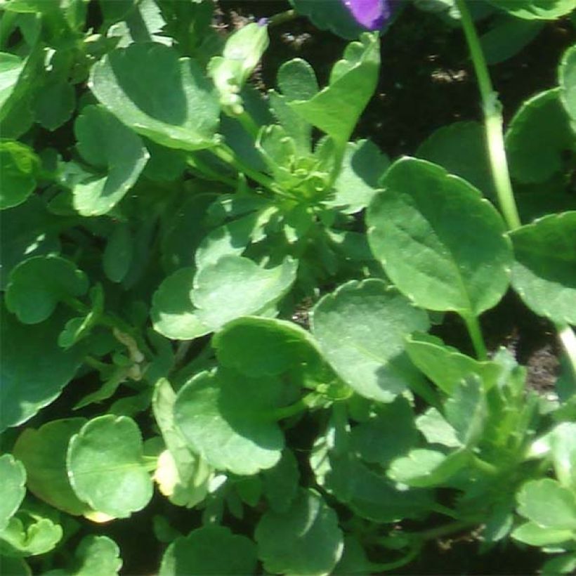 Viola cornuta Martin (Foliage)