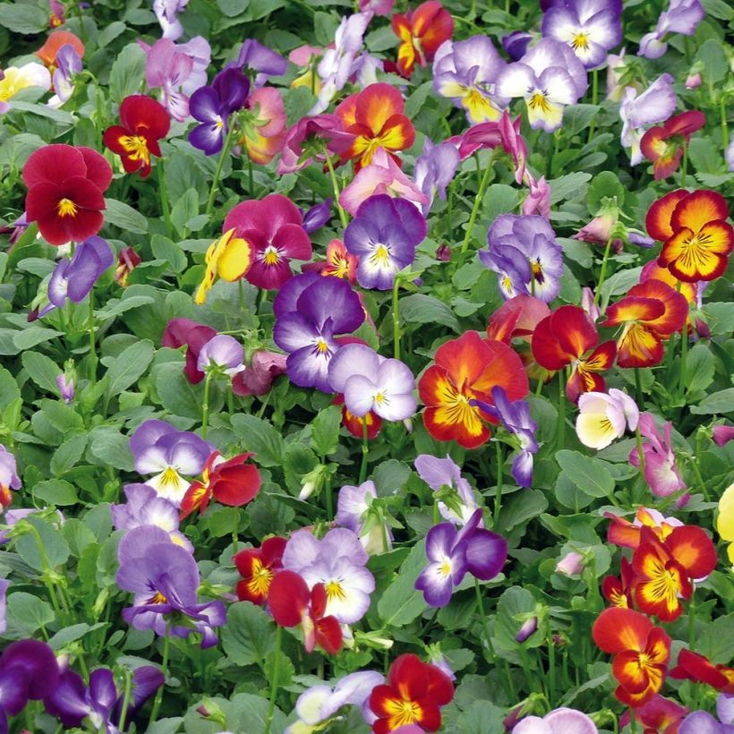 Viola Ultima Radiance F1 Mix (Porto)