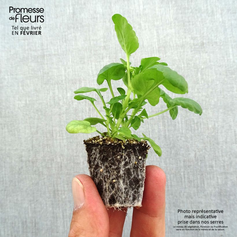 Esemplare di Viola cornuta Butterfly Orange and Purple Jardimotte: zolla da 3,8 cm x 3,2 cm in vassoio da 16 pezzi. come consegnato in autunno