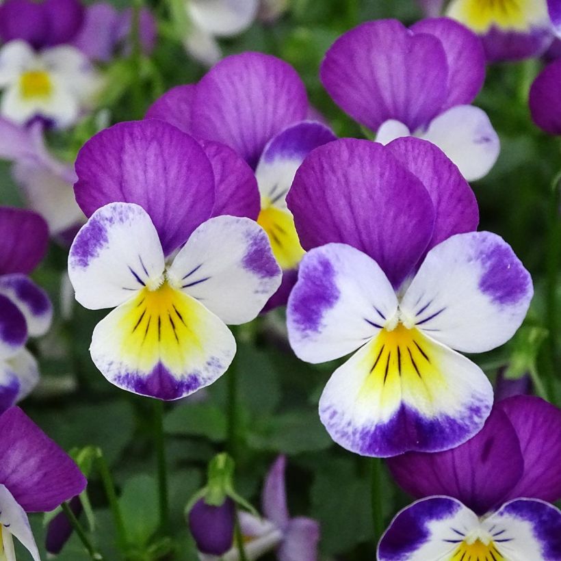 Viola cornuta Butterfly Rose White Face (Fioritura)