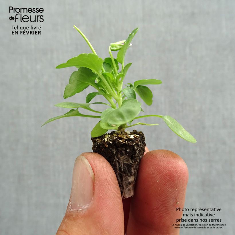 Esemplare di Viola cornuta Butterfly Rose White Face Mini zolla: zolla da 2,2 cm x 2 cm in vassoio di coltivazione da 35 pezzi come consegnato in autunno