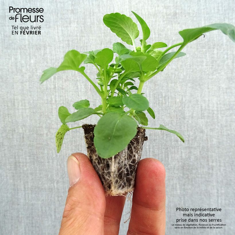 Esemplare di Viola cornuta Butterfly Mix Jardimotte: zolla da 3,8 cm x 3,2 cm in vassoio da 16 pezzi. come consegnato in autunno