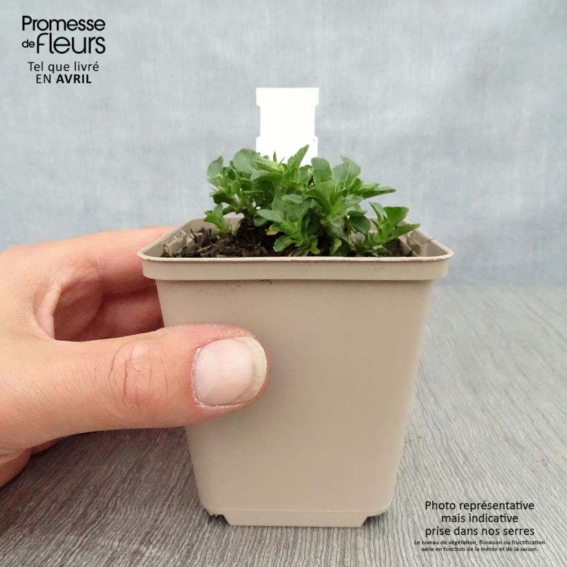 Example of Viola cornuta Martin Vasetto da 8/9 cm as you get in printemps