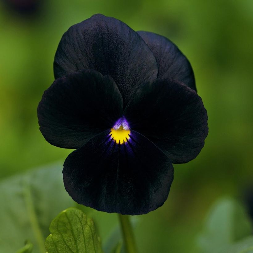 Viola cornuta F1 Sorbet Black Delight (Fioritura)
