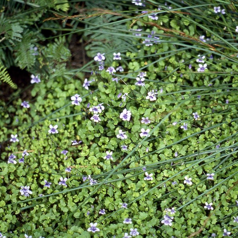 Viola hederacea (Plant habit)