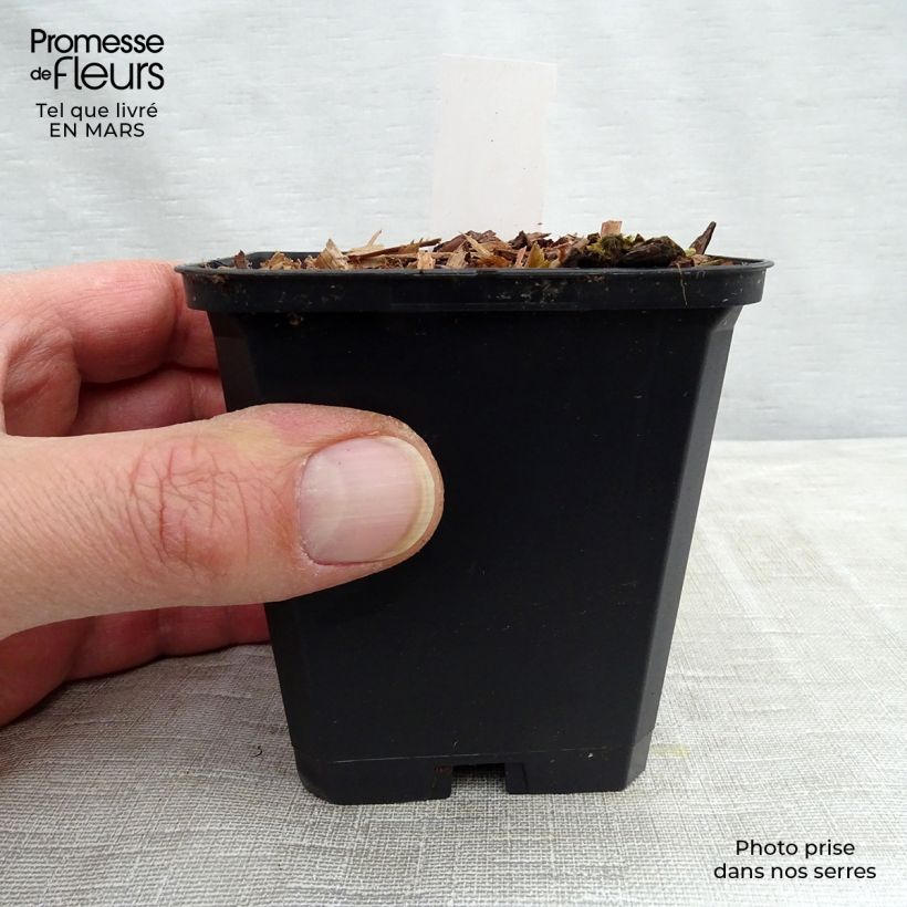 Viola koreana Mars Vasetto da 8/9 cm esemplare consegnato in primavera