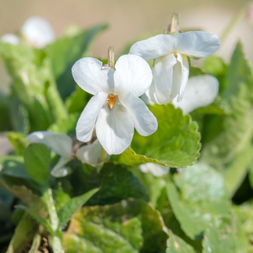Viola mammola Alba (Flowering)