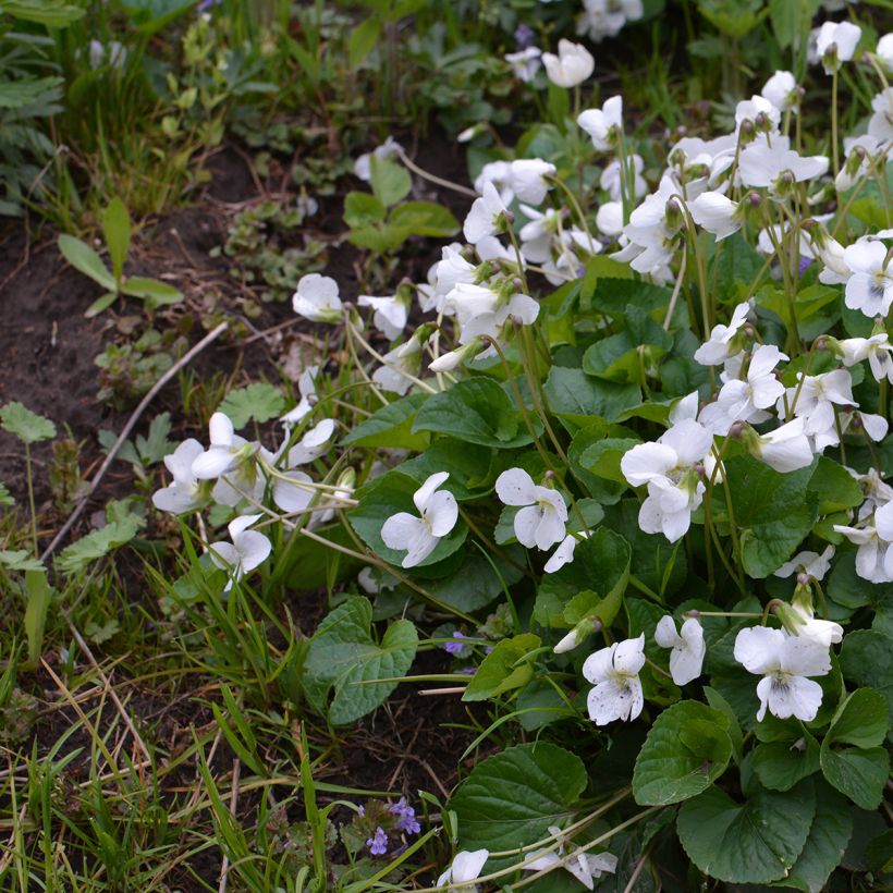 Viola mammola Alba (Plant habit)