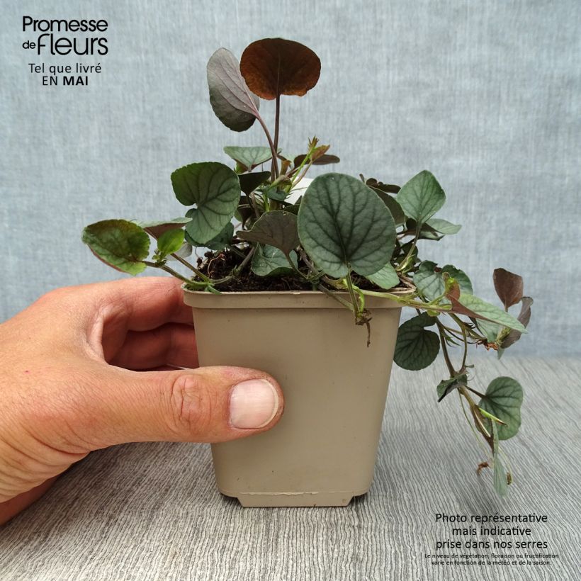 Example of Viola walteri Silver Gem Vasetto da 8/9 cm as you get in printemps