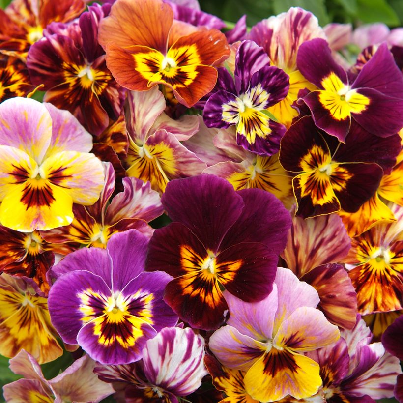 Viola Brush Strokes (Fioritura)