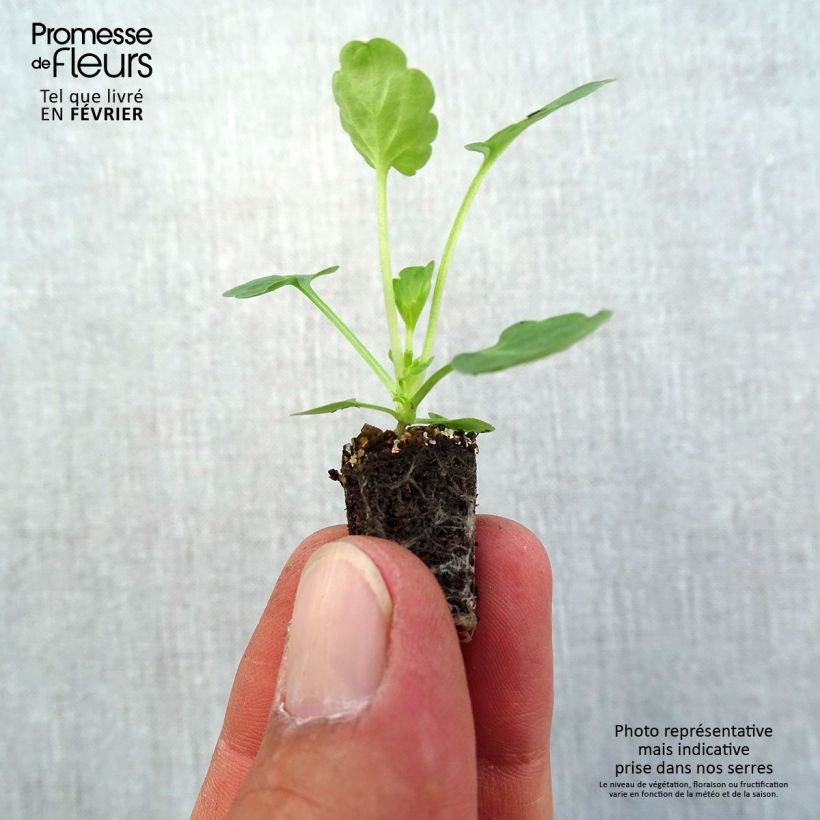 Esemplare di Viola cornuta Butterfly Violet antique Mini zolla Ø 1,5/2,5 cm come consegnato in autunno