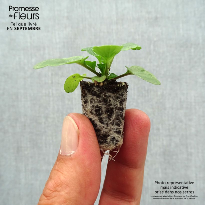 Esemplare di Viola cornuta Evo Mini/Sorbet XP Tiger Eyes Mini zolla Ø 1,5/2,5 cm come consegnato in autunno