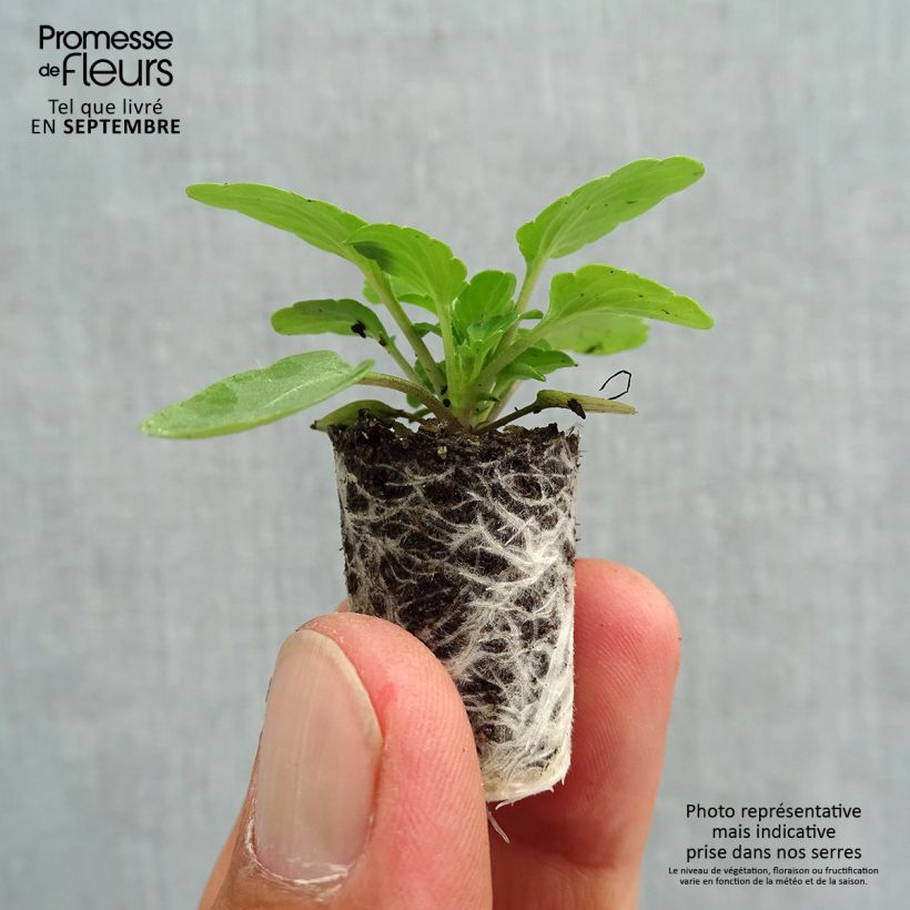 Esemplare di Viola cornuta Penny F1 Mickey Mini zolla Ø 1,5/2,5 cm come consegnato in autunno