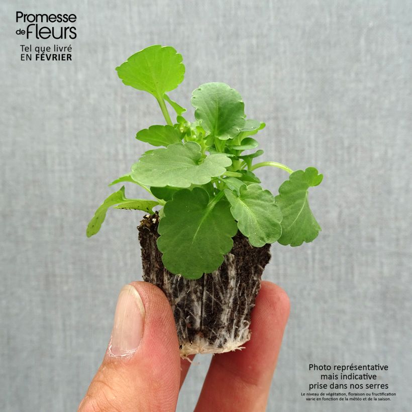 Esemplare di Viola cornuta F1 Penny Yellow Jardimotte: zolla da 3,8 cm x 3,2 cm in vassoio da 16 pezzi. come consegnato in autunno