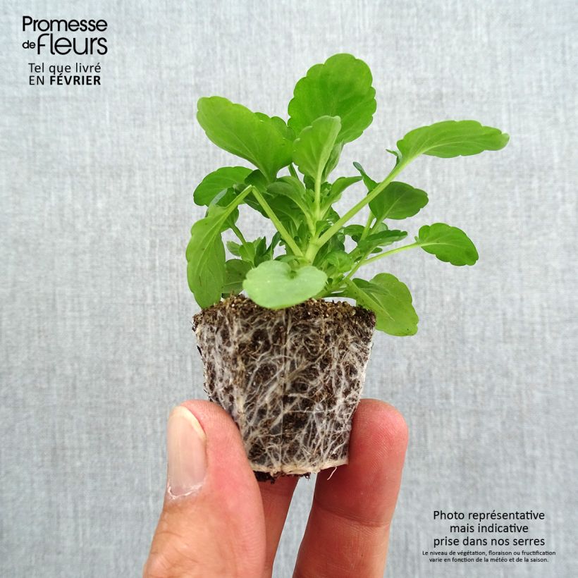 Esemplare di Viola cornuta F1 Sorbet Black Delight Mini zolla: zolla da 2,2 cm x 2 cm in vassoio di coltivazione da 35 pezzi come consegnato in autunno