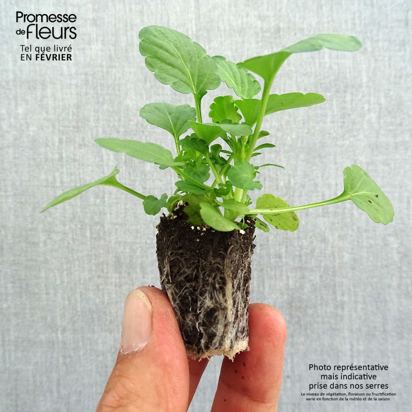 Esemplare di Viola cornuta Sorbet XP Blueberry Sundae Jardimotte: zolla da 3,8 cm x 3,2 cm in vassoio da 16 pezzi. come consegnato in autunno