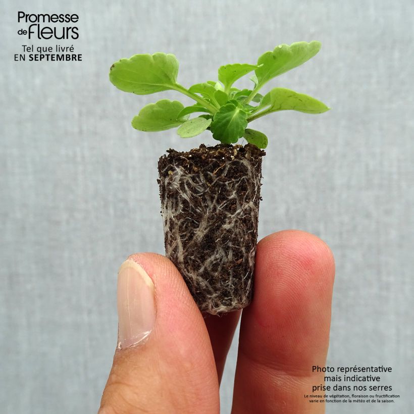 Esemplare di Viola cornuta Sorbet XP Lemon Ice Blotch Mini zolla Ø 1,5/2,5 cm come consegnato in autunno