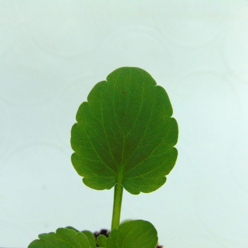 Viola cornuta Sorbet Xp Raspberry (Fogliame)