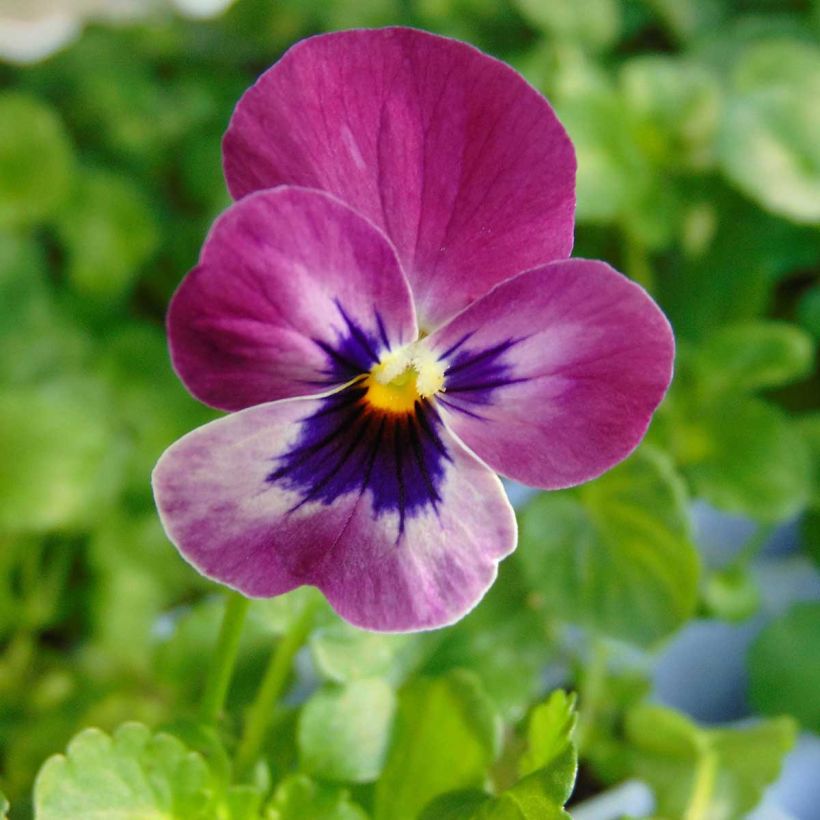 Viola cornuta Sorbet Xp Raspberry (Fioritura)