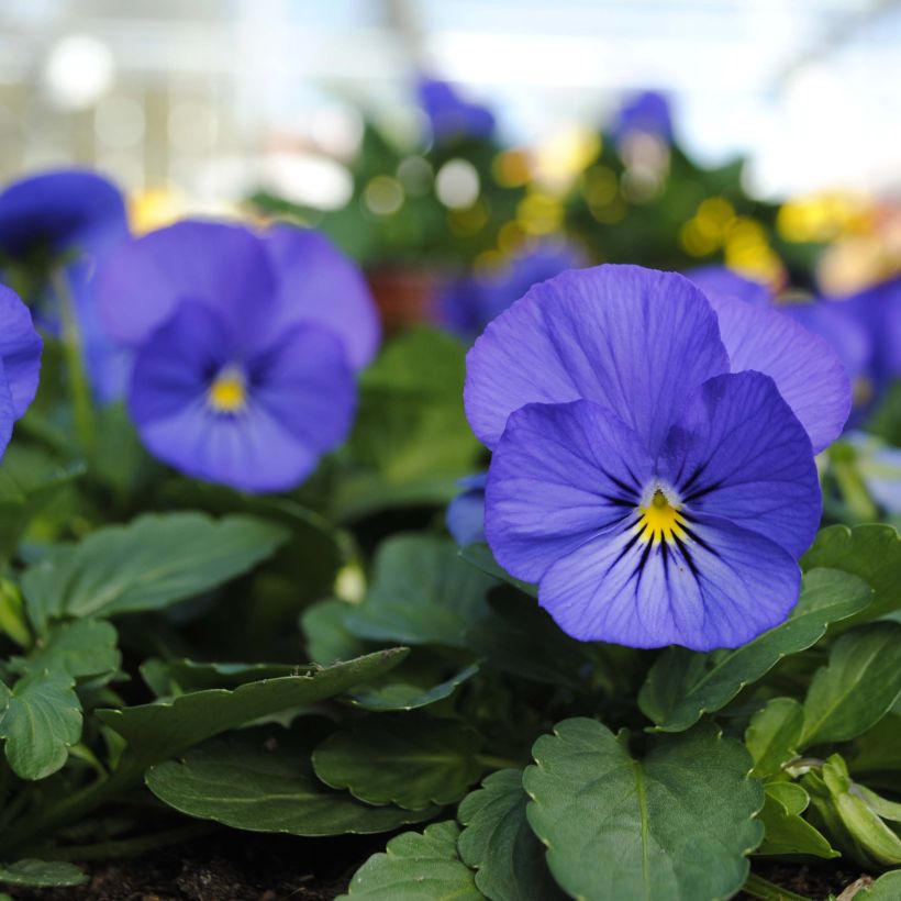 Viola cornuta Sorbet Xp True Blue (Fioritura)