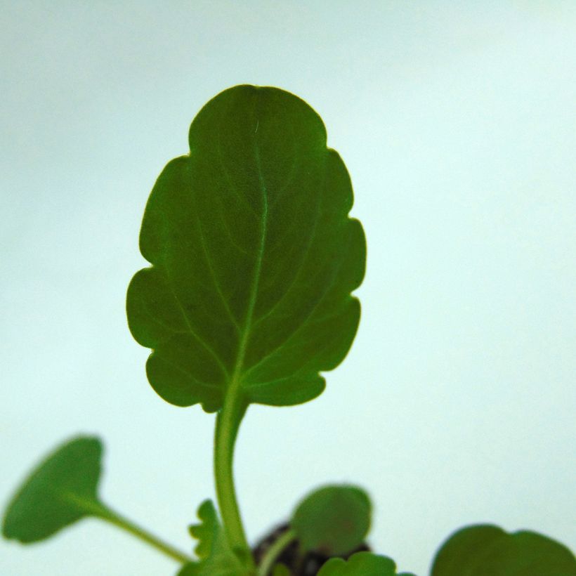 Viola cornuta Sorbet Xp True Blue (Fogliame)