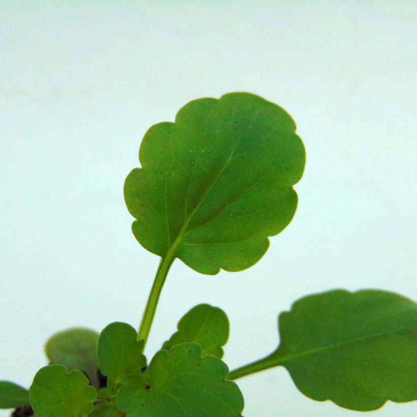 Viola cornuta Sorbet XP Yellow Blotch (Fogliame)