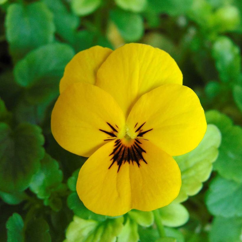 Viola cornuta Sorbet XP Yellow Blotch (Fioritura)