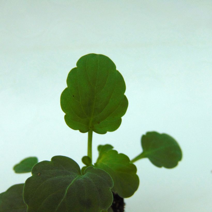 Viola cornuta Sorbet Xp Blackberry (Fogliame)