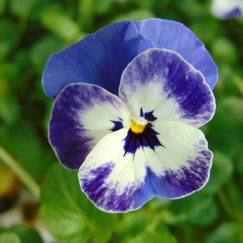 Viola cornuta Sorbet Delft Blue (Fioritura)