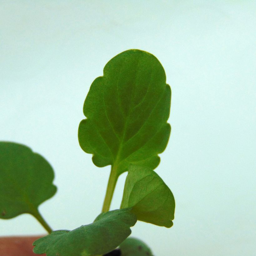 Viola cornuta Sorbet Xp F1 Blue Blotch (Fogliame)