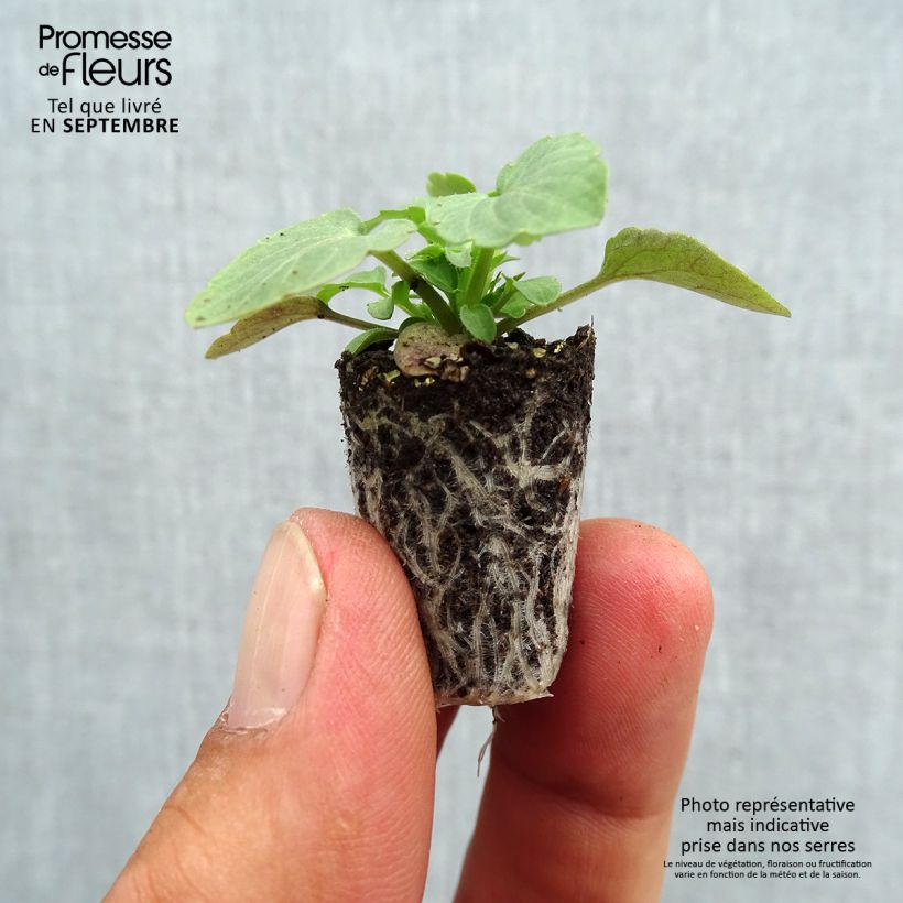 Esemplare di Viola cornuta Sorbet Xp F1 Blue Blotch Mini zolla Ø 1,5/2,5 cm come consegnato in autunno