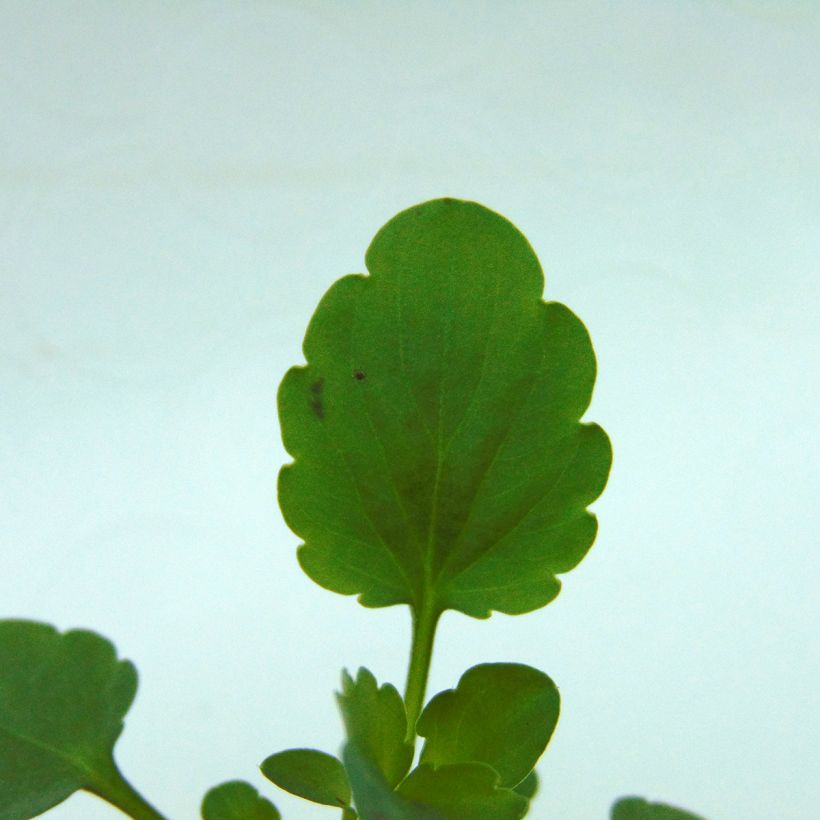 Viola cornuta Sorbet Xp F1 White (Fogliame)