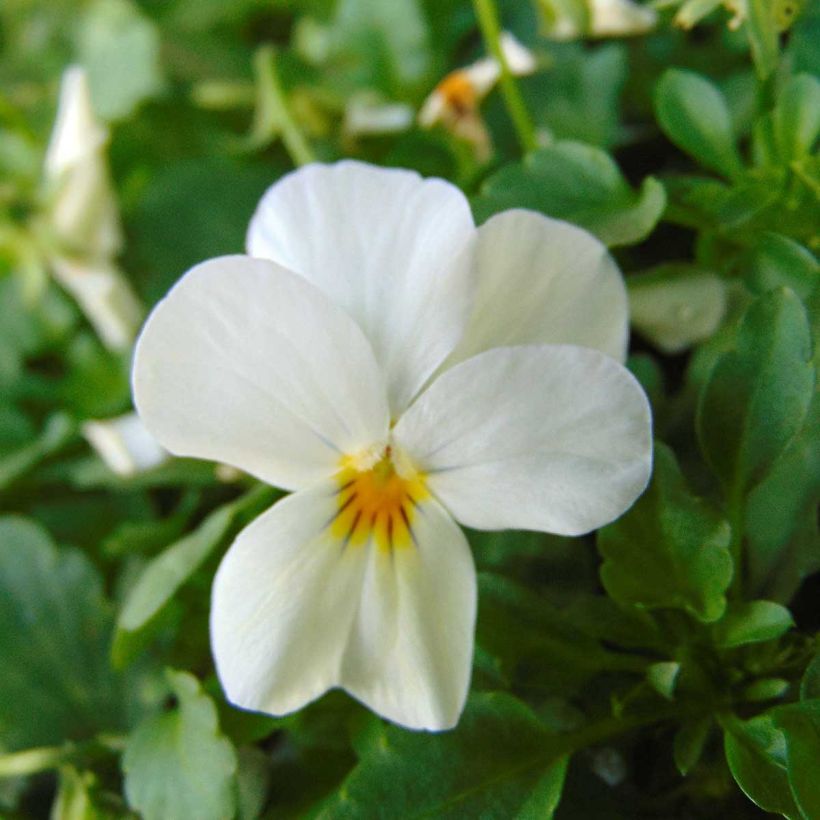 Viola cornuta Sorbet Xp F1 White (Fioritura)