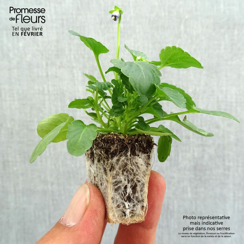 Esemplare di Viola cornuta Sorbet Xp Pink Halo Jardimotte: zolla da 3,8 cm x 3,2 cm in vassoio da 16 pezzi. come consegnato in autunno