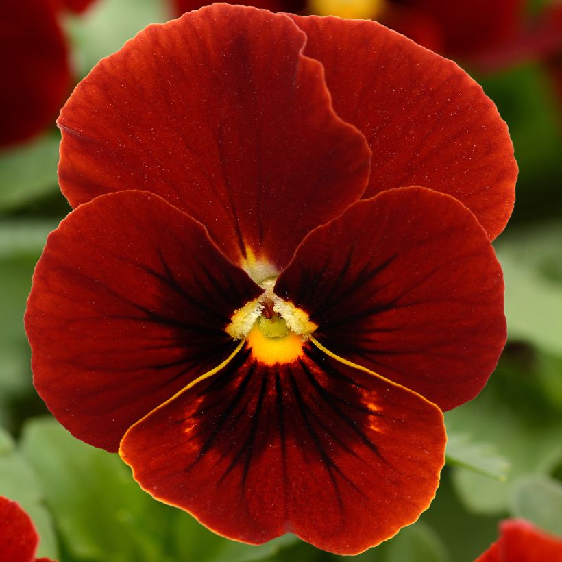 Viola cornuta Sorbet Xp Red (Fioritura)