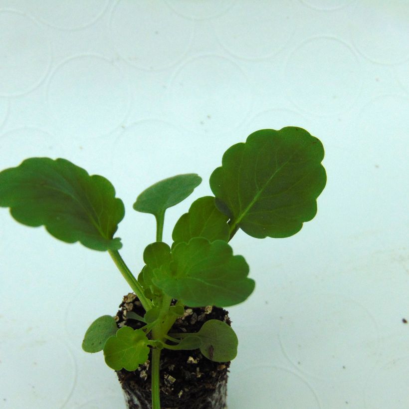 Viola cornuta Xp Sorbet F1 Yellow (Fogliame)