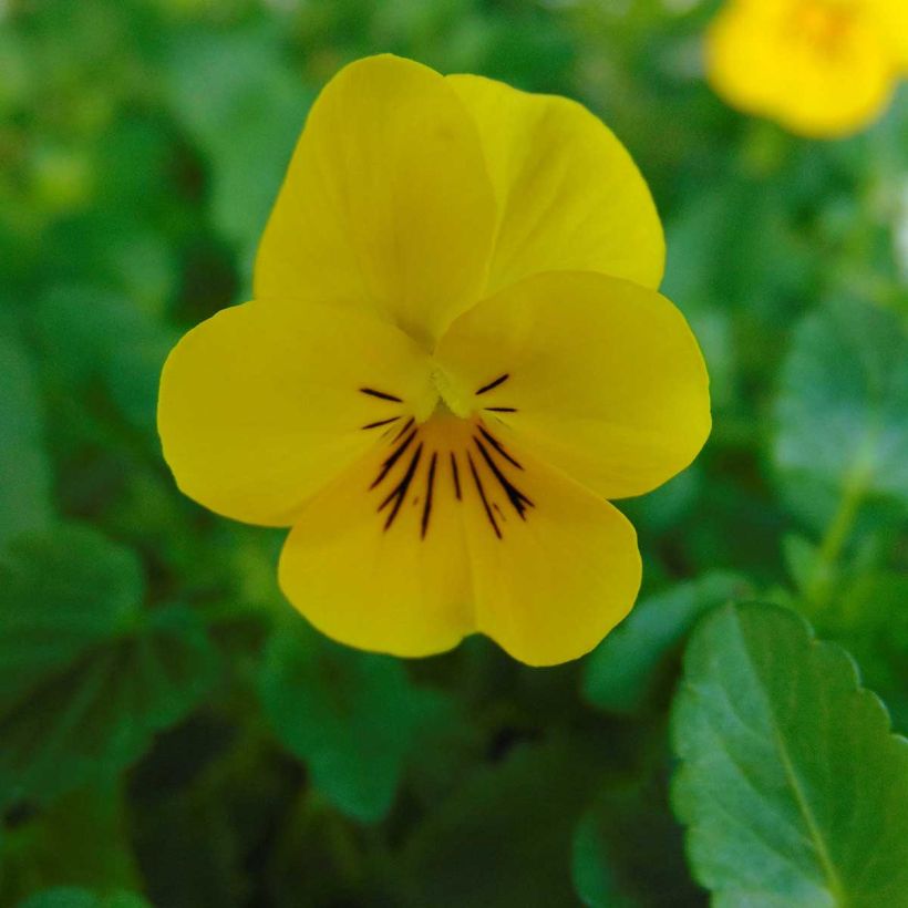 Viola cornuta Xp Sorbet F1 Yellow (Fioritura)