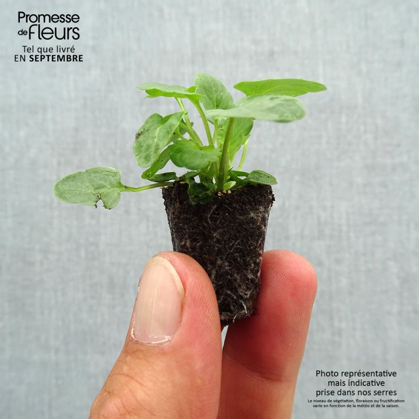 Esemplare di Viola cornuta Xp Sorbet Marina Mini zolla Ø 1,5/2,5 cm come consegnato in autunno